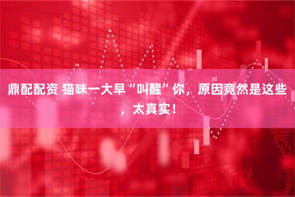鼎配配资 猫咪一大早“叫醒”你，原因竟然是这些，太真实！